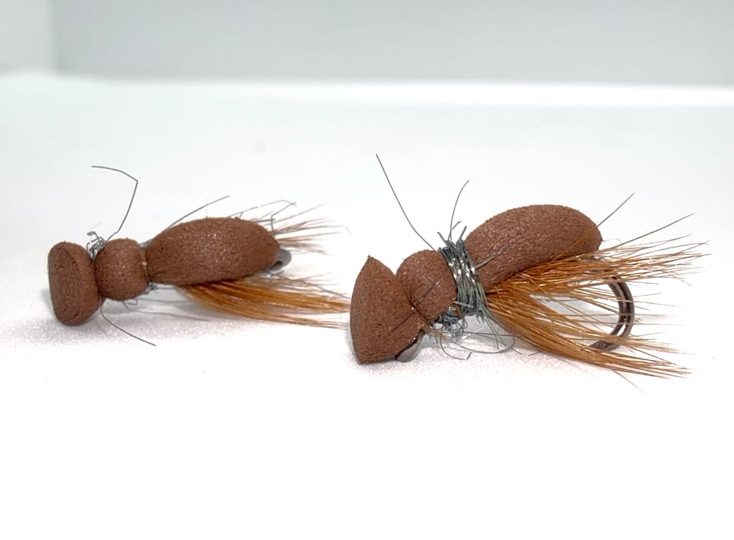 Brown Foam Beetle