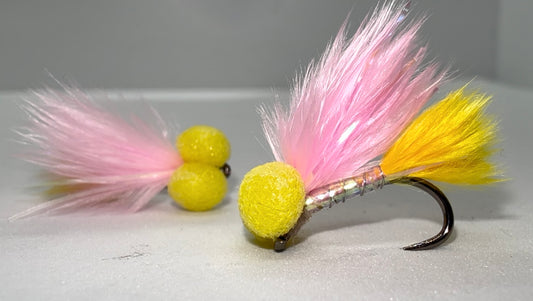 Sunburst Tail and Baby Pink Booby