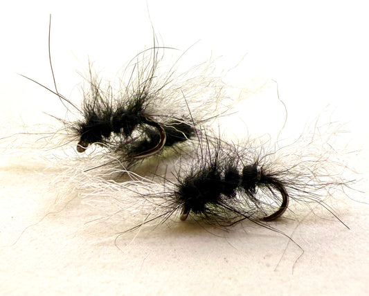 Scruffy Black Shipman’s