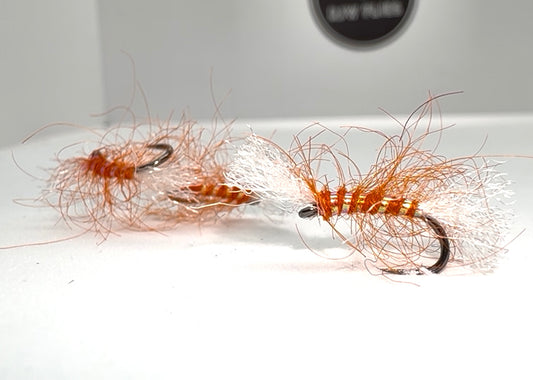 Scruffy Orange Shipman’s
